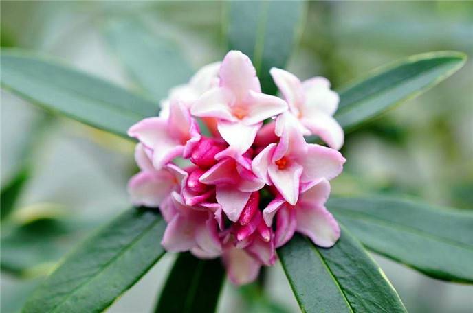 中国传统名花——金边瑞香