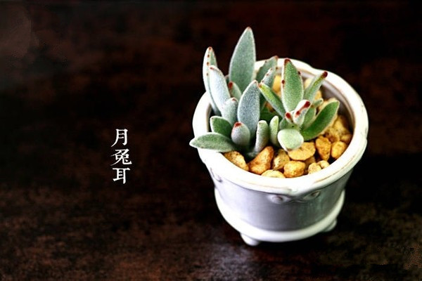 月兔耳美图