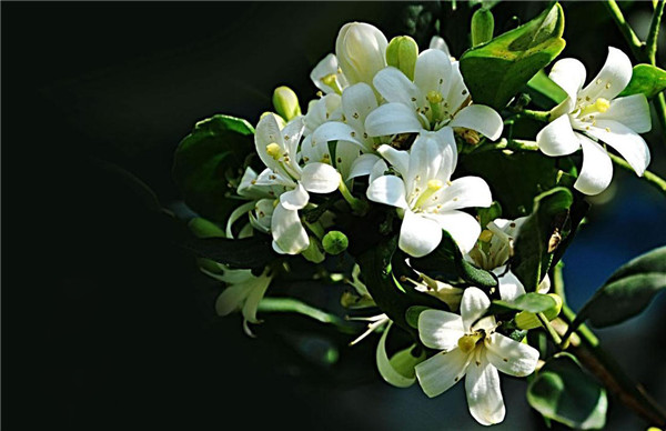 七里香花不及你