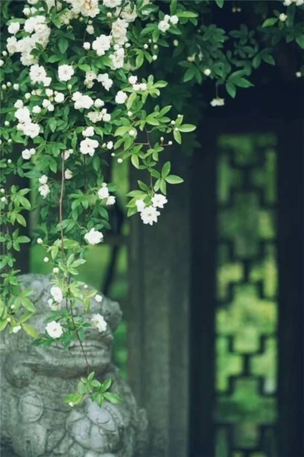 心甘情愿成为你的俘虏——七里香