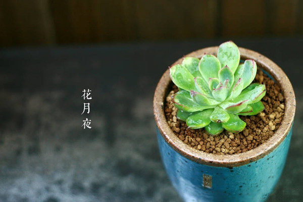 花月夜的美图