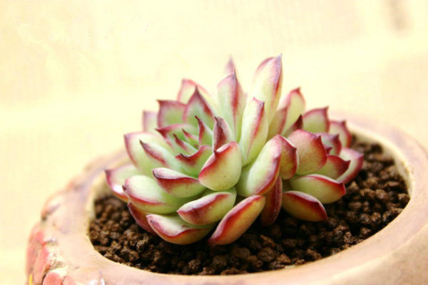 花月夜图片