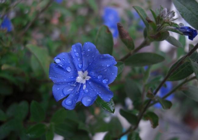 雨中蓝星花