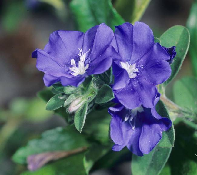 深紫色蓝星花
