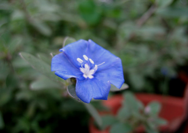 小小蓝星花