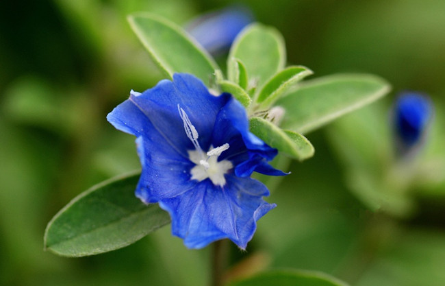 蓝星花