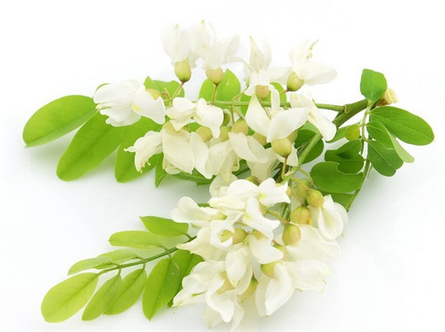 实用的槐花