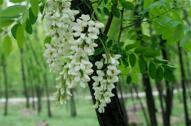 高山槐花开