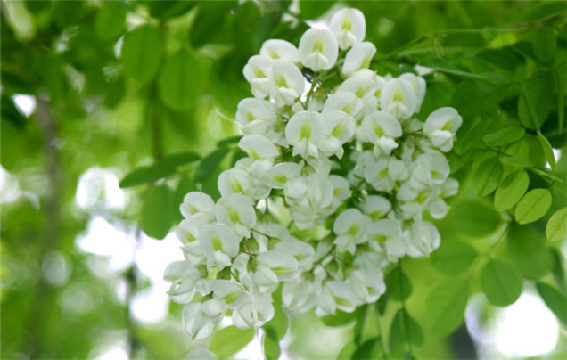 槐花美图