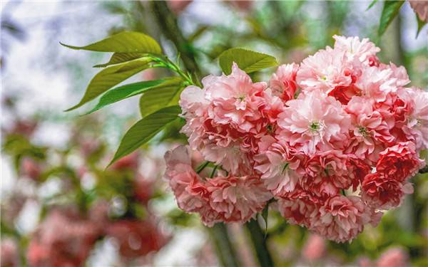 樱花硕大如花球