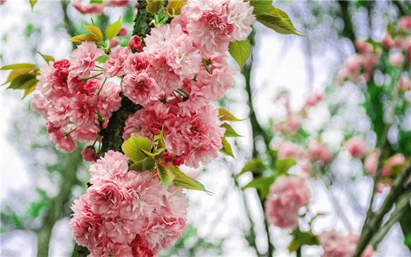 花团锦簇的樱花