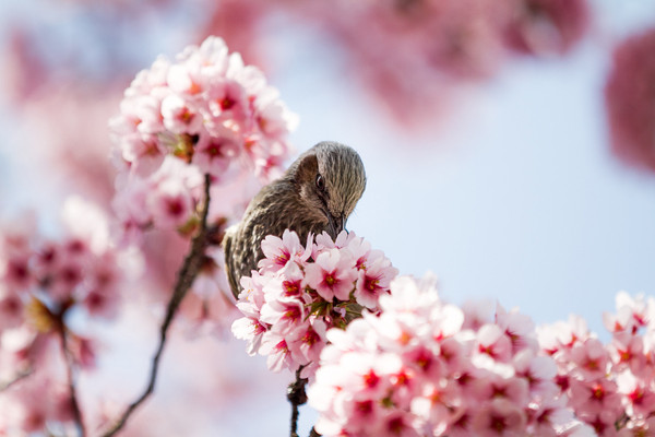 鸟与樱花