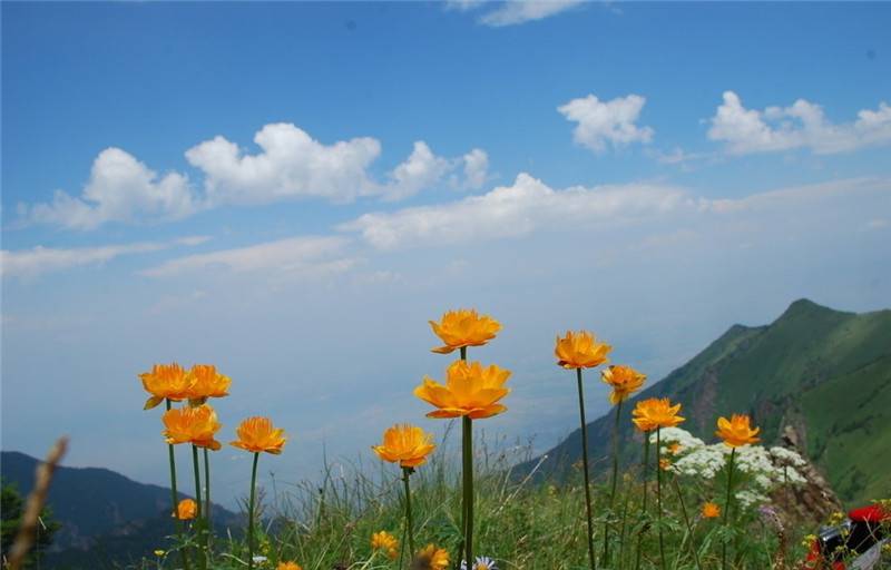 金莲花美图欣赏