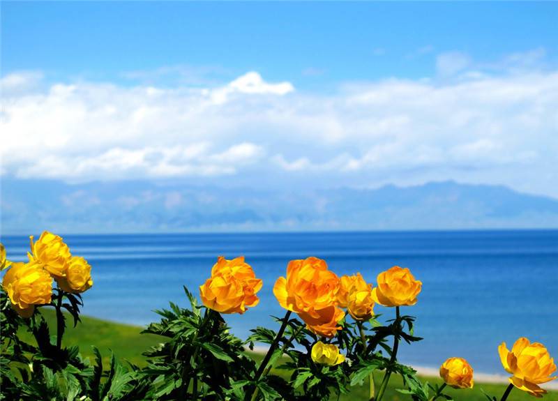 海边金莲花