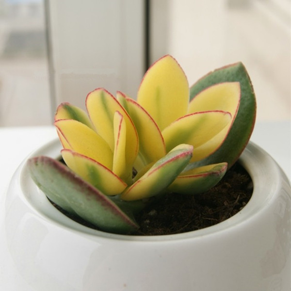 花月锦