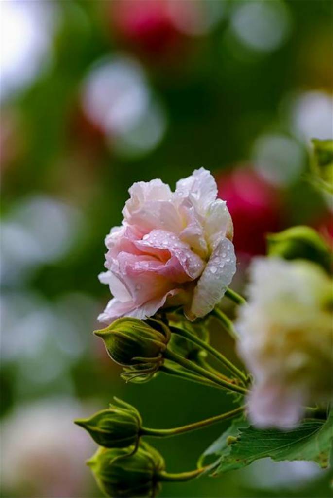 木芙蓉开花啦