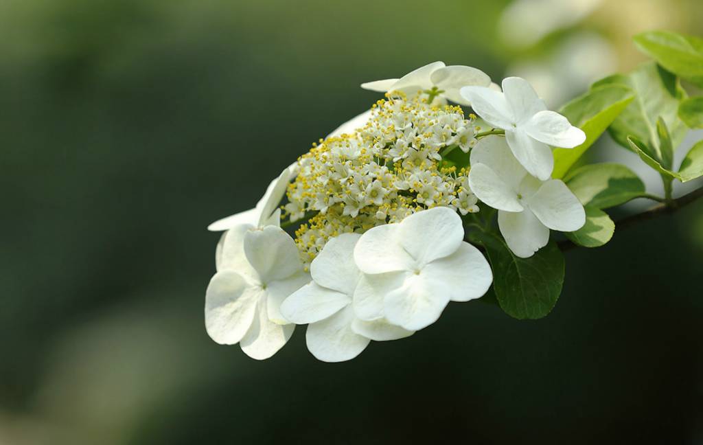 美丽琼花