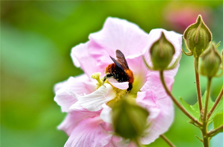木芙蓉花与蜜蜂