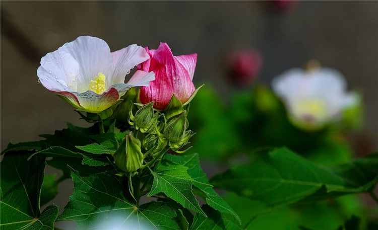 粉嘟嘟的木芙蓉花