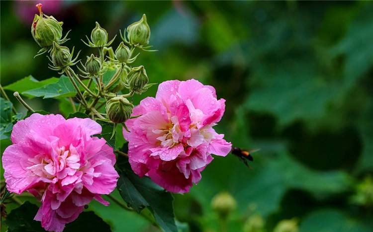 雨后木芙蓉花