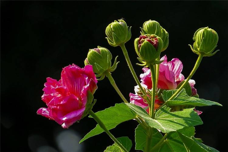 娇艳的木芙蓉花