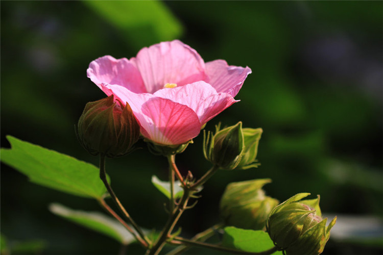木芙蓉花精美图片