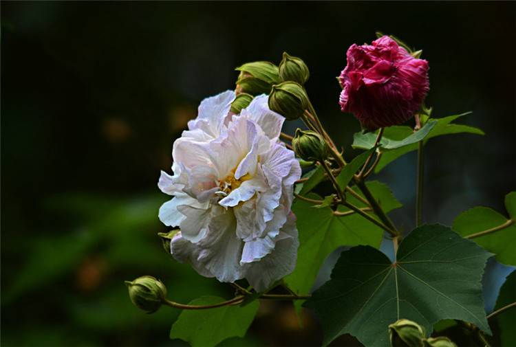木芙蓉花