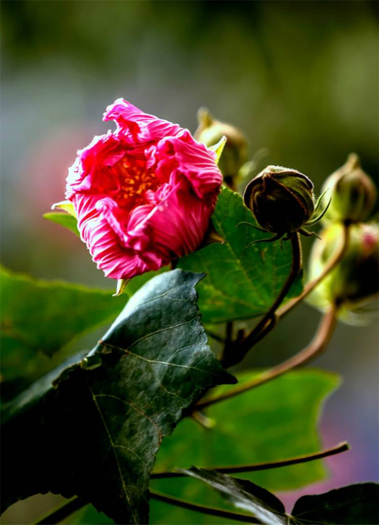 拒霜木芙蓉花