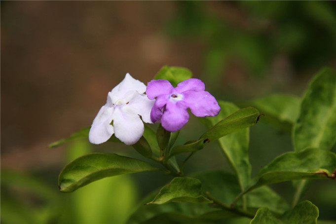 “见异思迁”的双色茉莉
