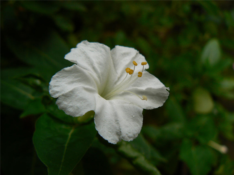 白色草茉莉