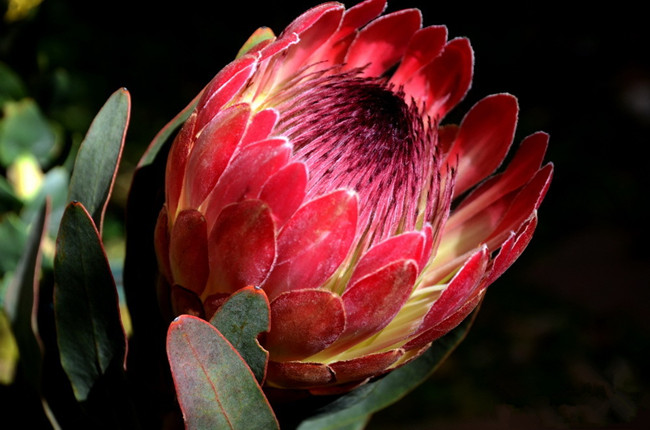 木百合花