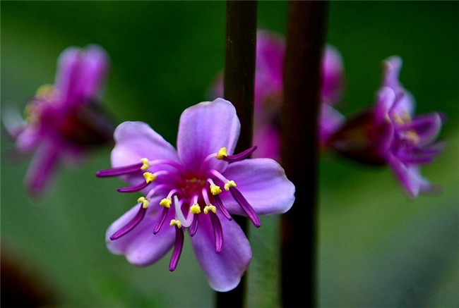 稀有的虎颜花