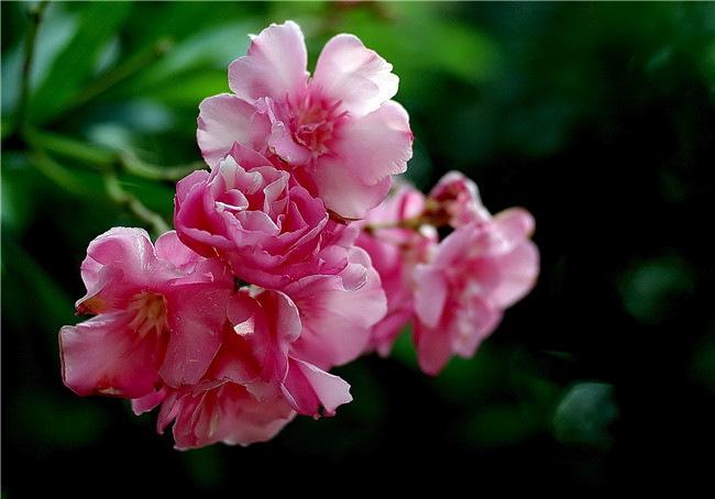 夹竹桃花枝