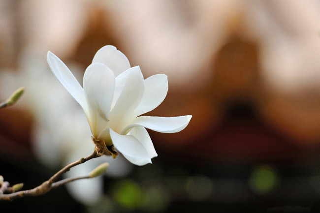 木兰花