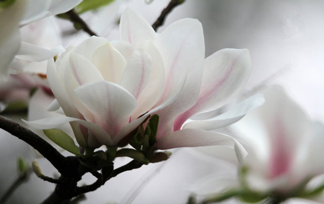 木兰花开