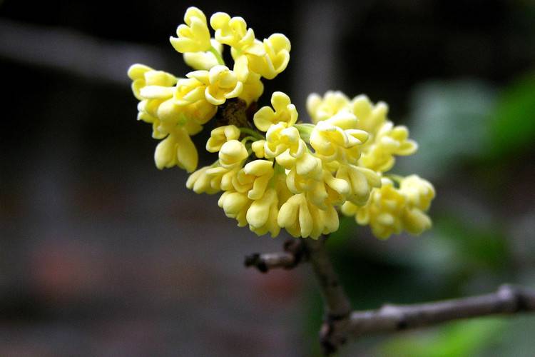 八月桂花遍地开