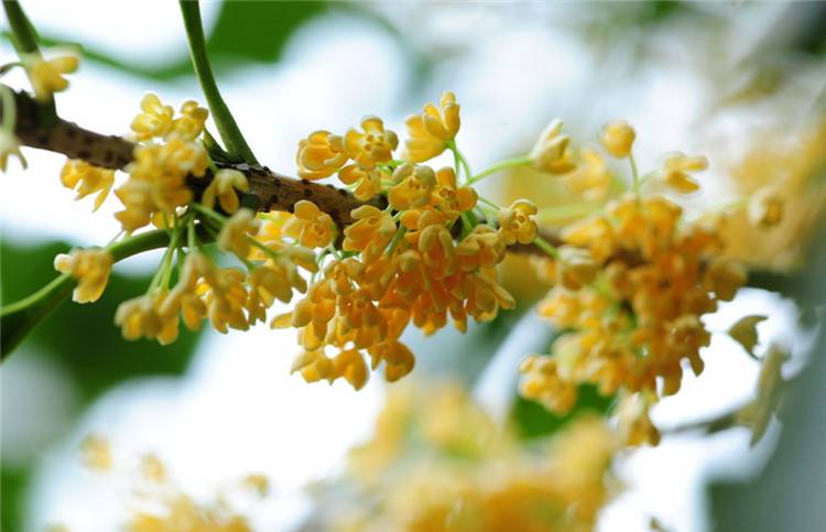 八月桂花遍地开