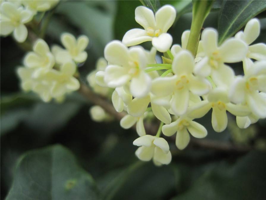 纯净素雅的白桂花