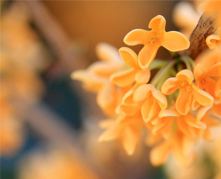 广寒香一点,满目金桂花