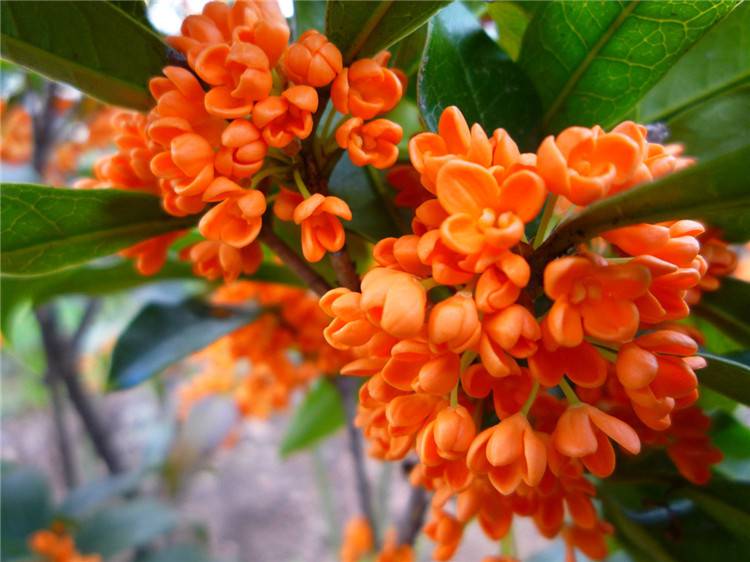 广寒香一点,满目金桂花
