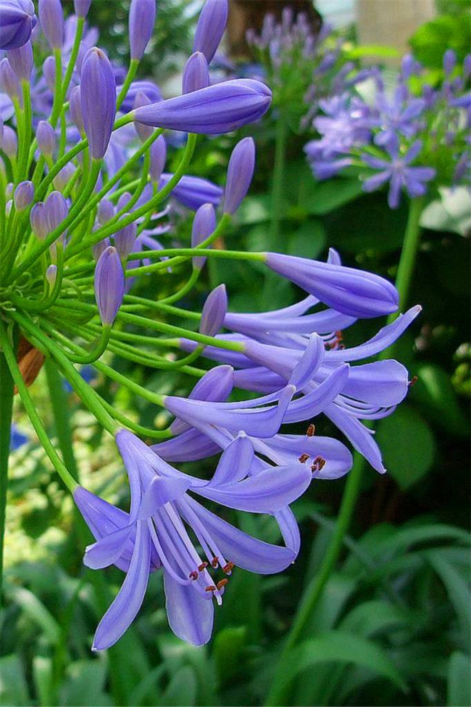 朵朵花开百子莲