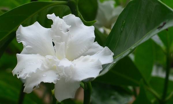 狗牙花的美图