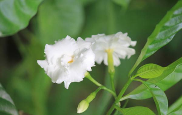 狗牙花美图