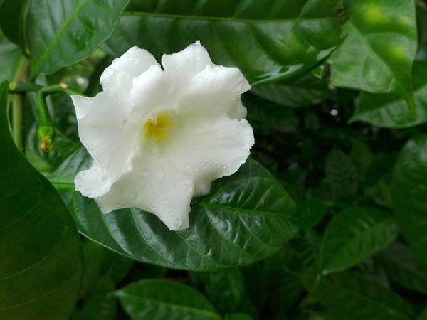 狗牙花