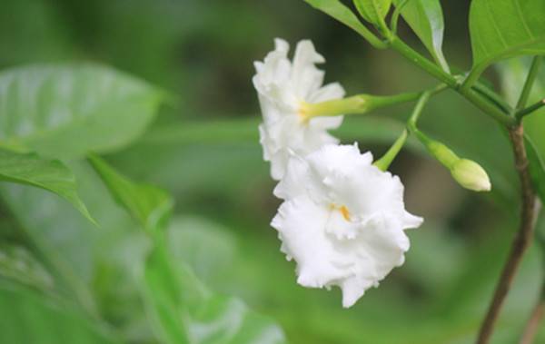 月儿弯弯像狗牙——狗牙花