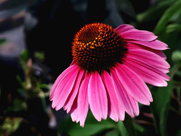 松果菊