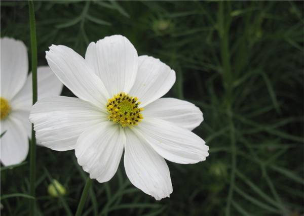 波斯菊