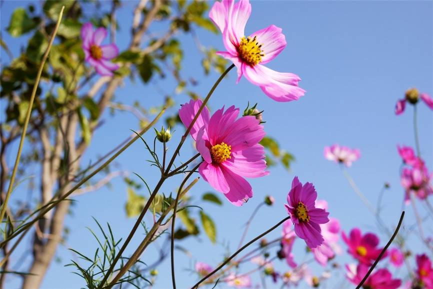 波斯菊花语