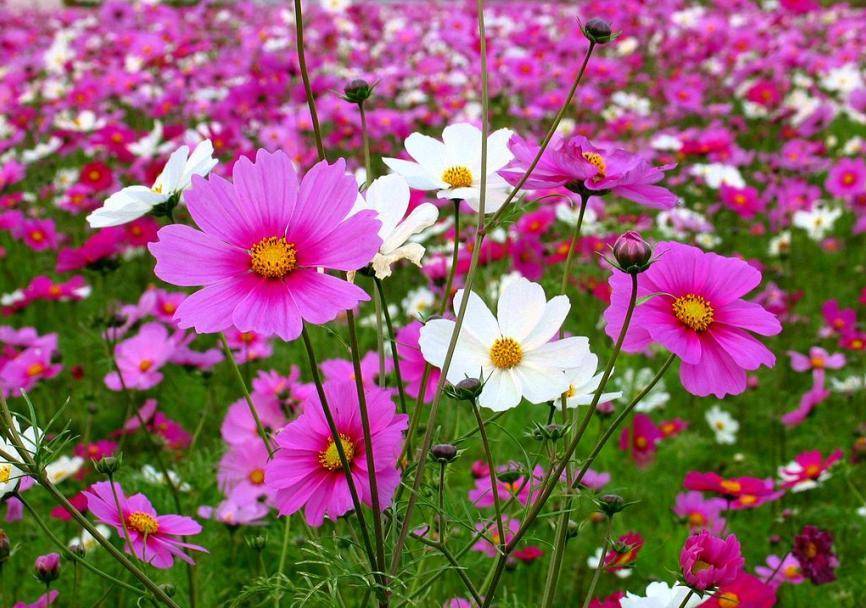 花中仙子——波斯菊