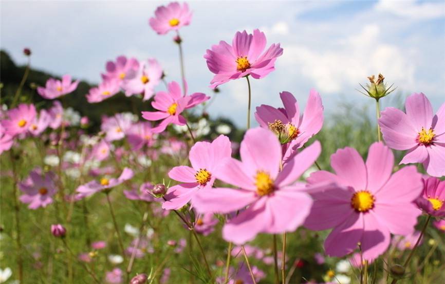 大波斯菊